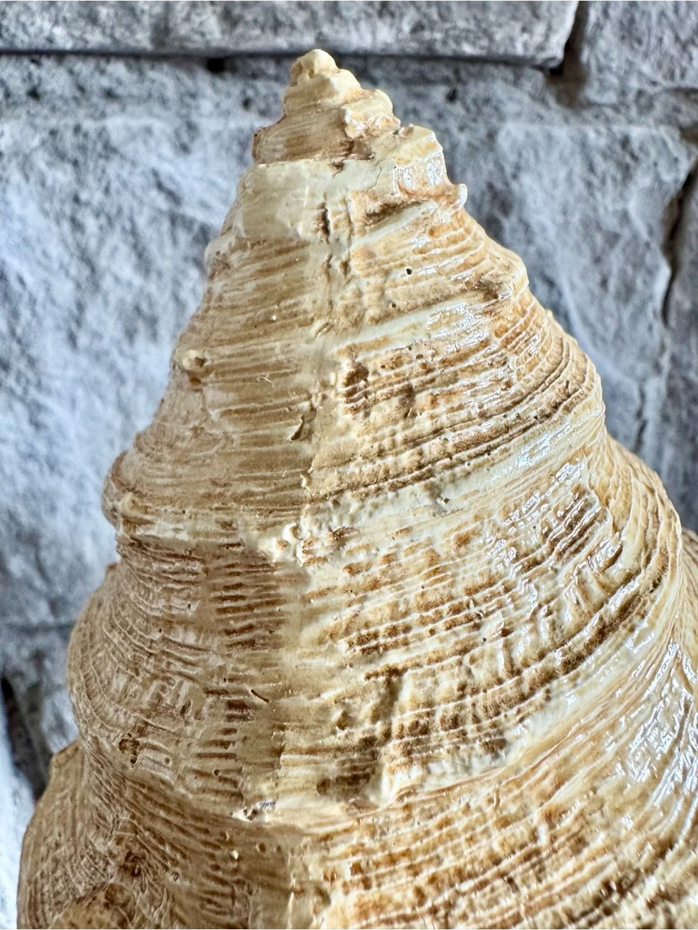New Resin Conch Shell Seashell Beach Nautical Cottage Style Decor Figure - 16”